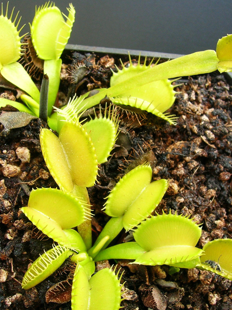 Dionaea muscipula "Yellow"