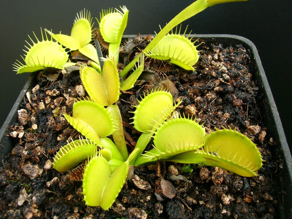 Dionaea muscipula "Yellow"