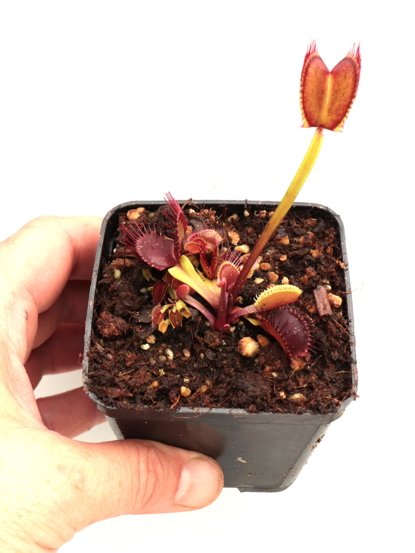 Dionaea muscipula „BCP Titan Z06“