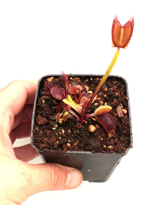 Dionaea muscipula "BCP Titan Z06"