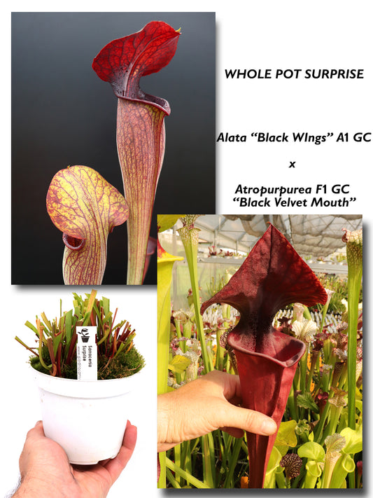 Alata "Black Wings" A1 GC x Atropurpurea F1 GC "BVM"  GC SEEDGROWN