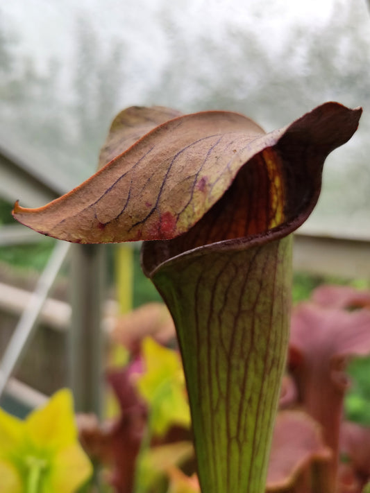 Sarracenia alata var. rubrioperculata A26 MK De Soto National Forest