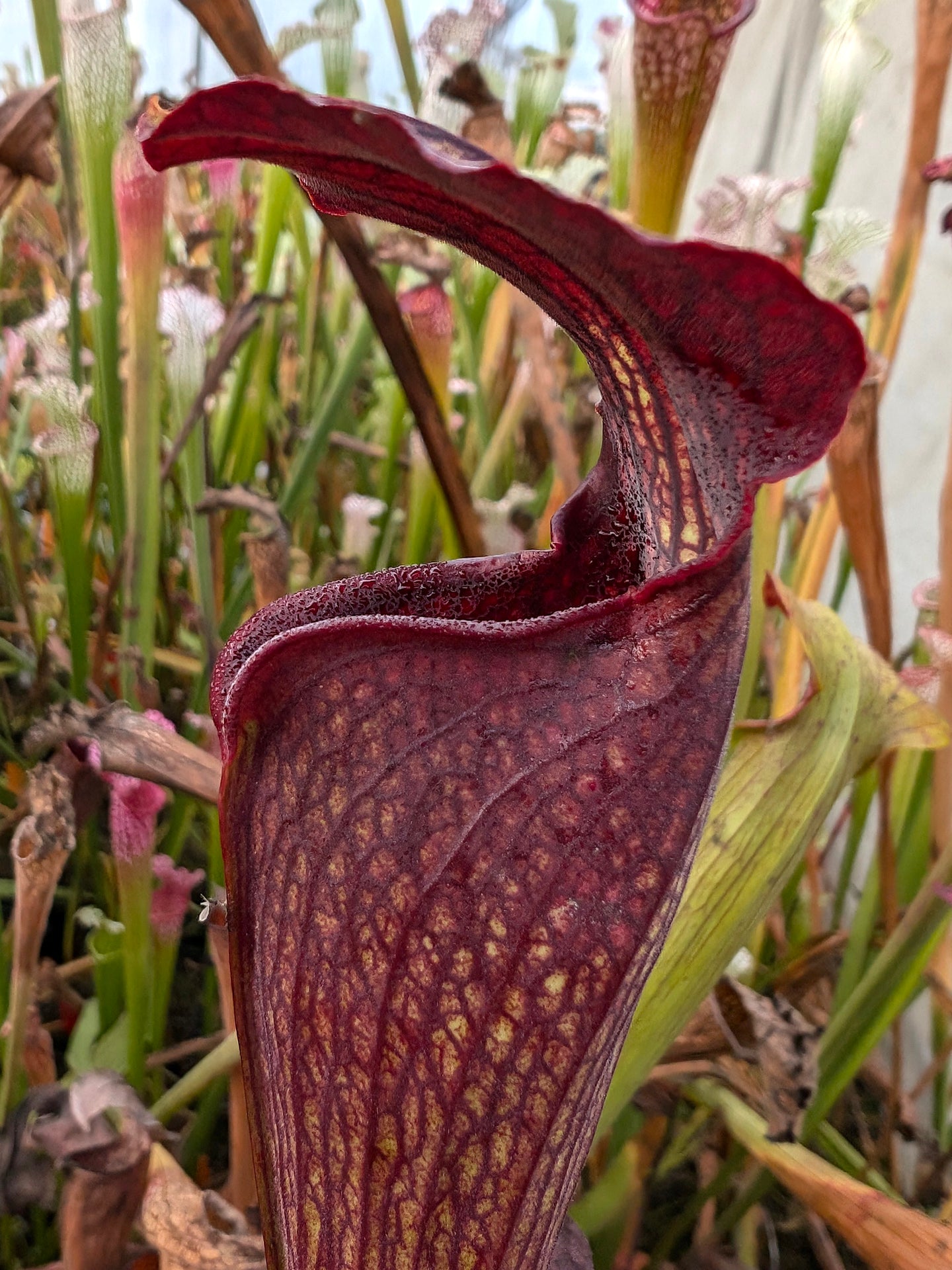 Sarracenia alata var. nigropurpurea Schwarze Röhre, De Soto A27 MK