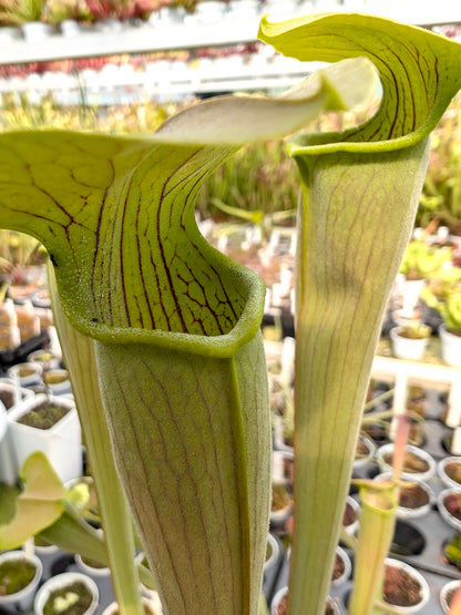 Sarracenia alata var. alata Giant green,Stone Co,Mississippi,W A31 MK 