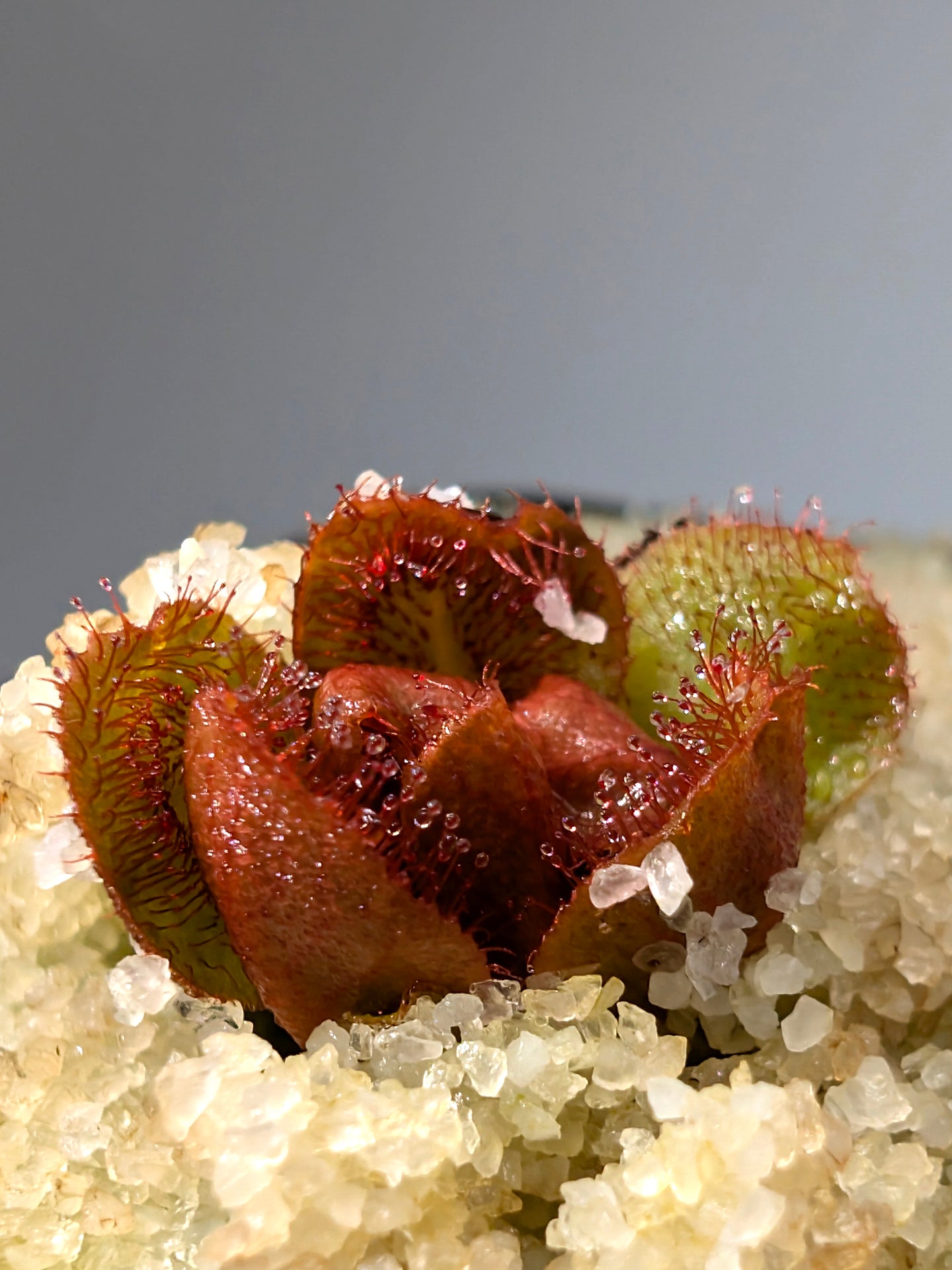 Drosera aberrans 