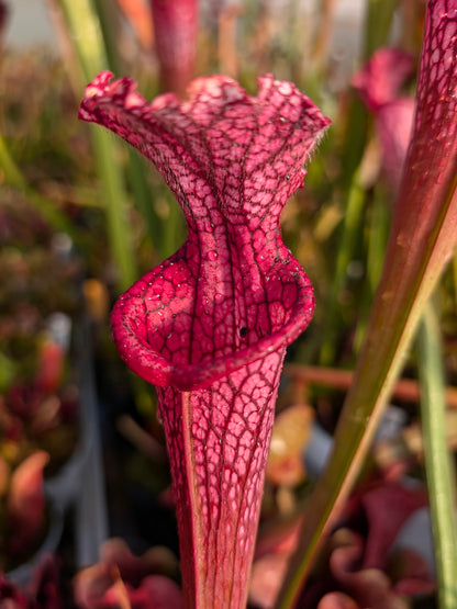 Sarracenia leucophylla  "Afrodite"