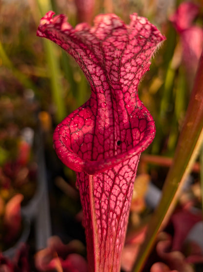 Sarracenia leucophylla  "Afrodite"