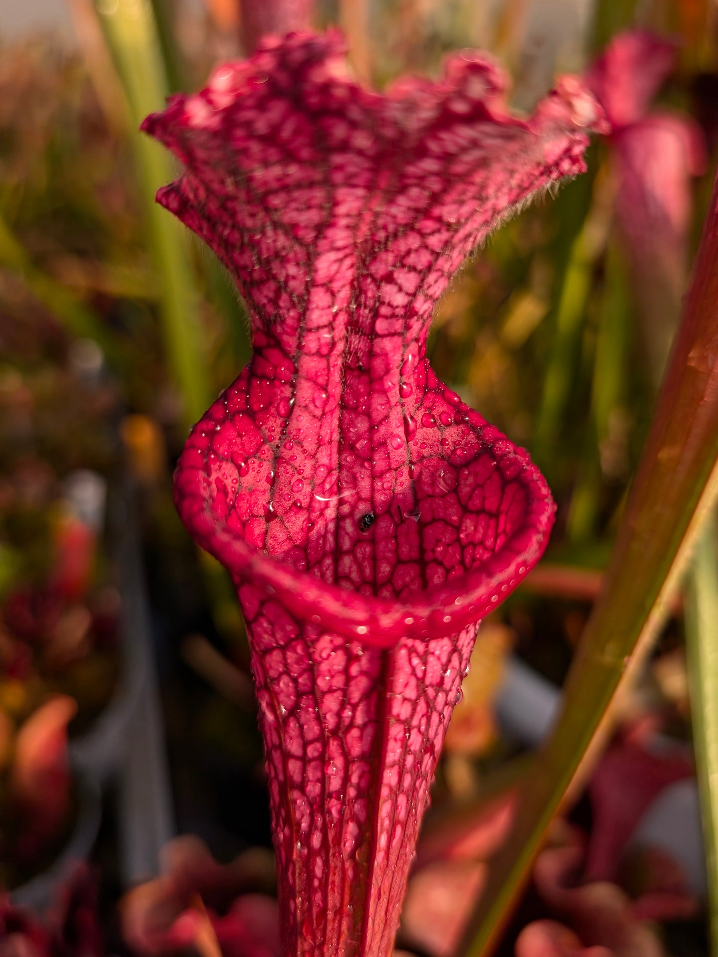 Sarracenia leucophylla  "Afrodite"