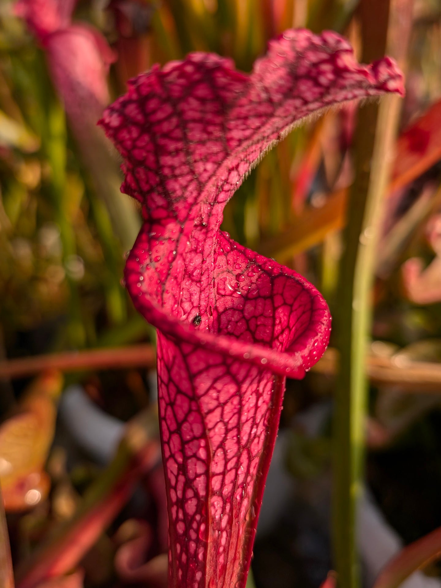 Sarracenia leucophylla  "Afrodite"