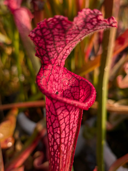 Sarracenia leucophylla  "Afrodite"