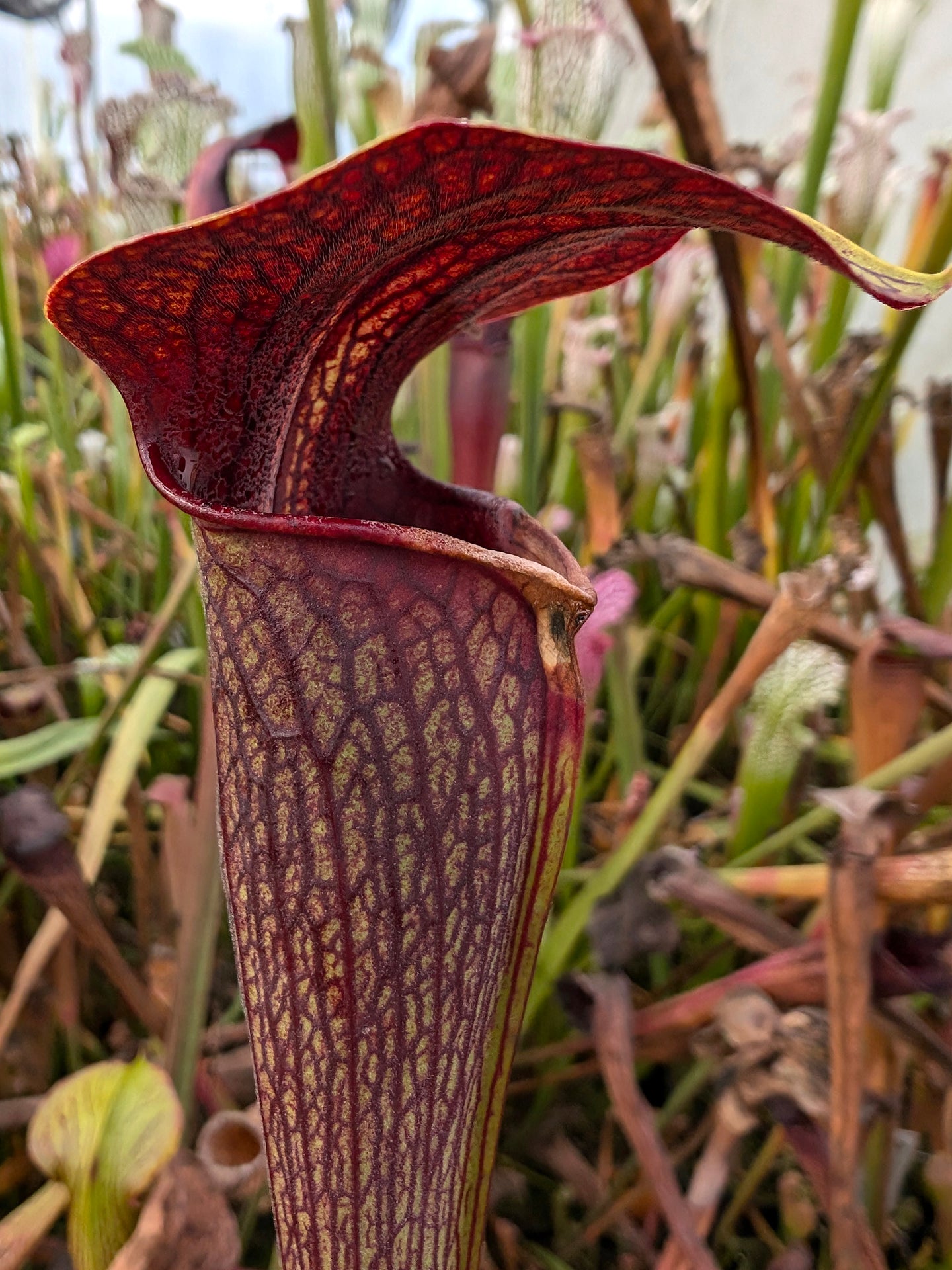 Sarracenia alata var. atrorubra, ganz rote Form, Mississippi