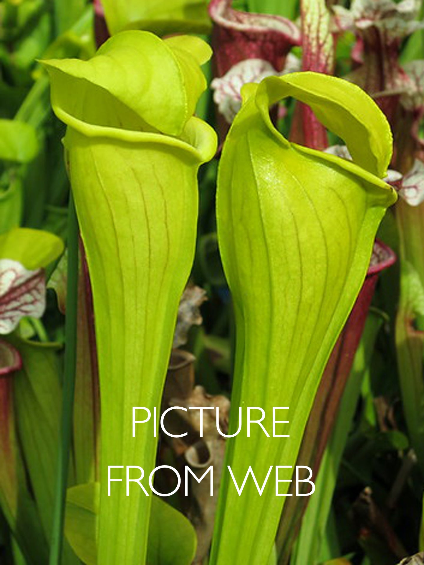 Sarracenia alata "Yellow Bulbous Tube" Jasper Co.