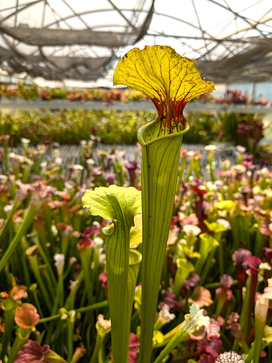 Sarracenia alata x flava var. Maxima „Very Tall“ S. Morley