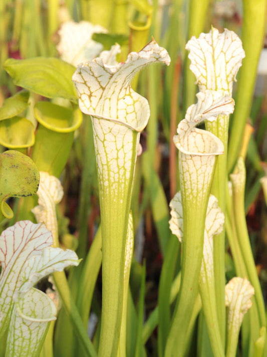 Sarracenia leucophylla var. alba