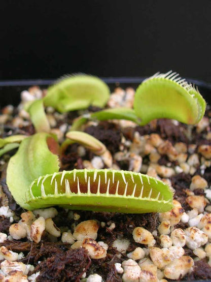 Dionaea muscipula 'Alien'