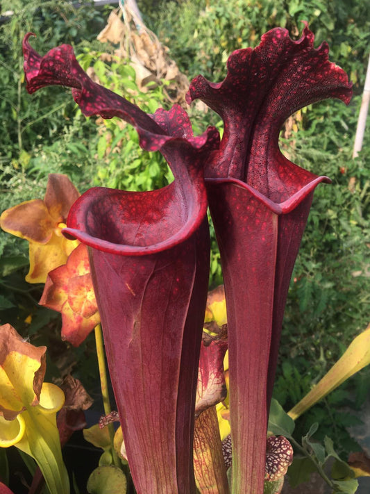 Sarracenia 'Alucard'