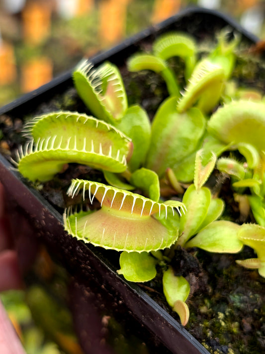 Venus flytrap "Amenhotep"