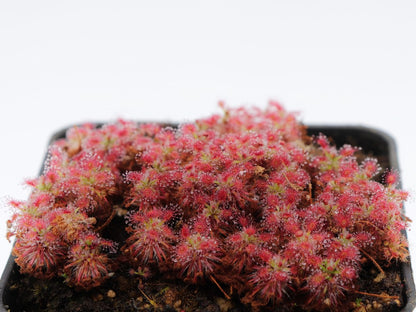 Drosera androsacea