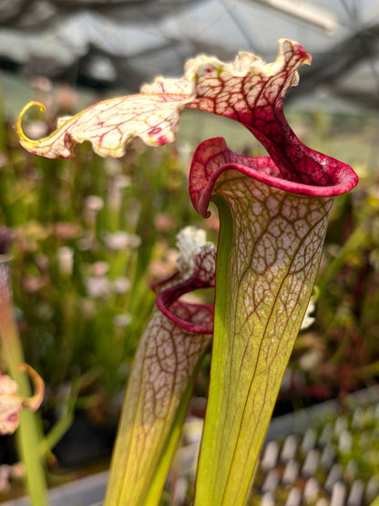 H108 GC Sarracenia "Arianna"