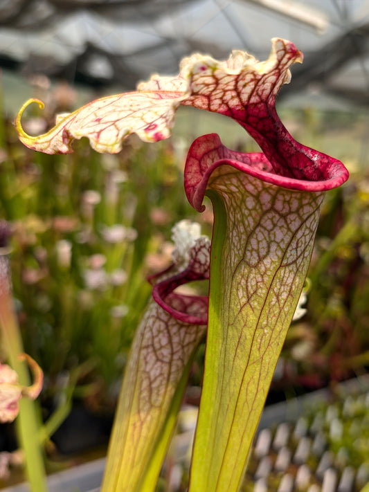 H108 GC Sarracenia „Arianna“