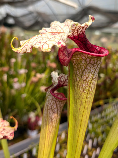 H108 GC Sarracenia "Arianna"