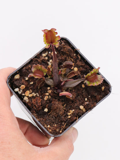 Dionaea muscipula "AR Werewolf"