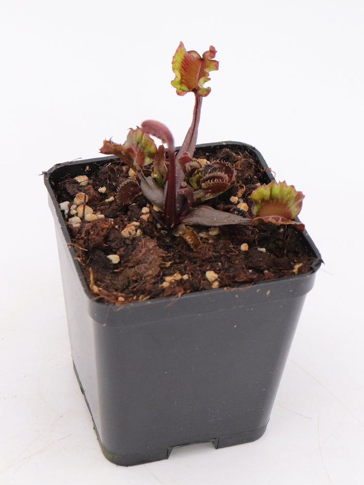 Dionaea muscipula "AR Werewolf"