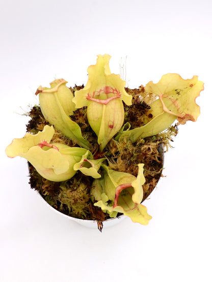 Sarracenia purpurea ssp. venosa "White Ghost"