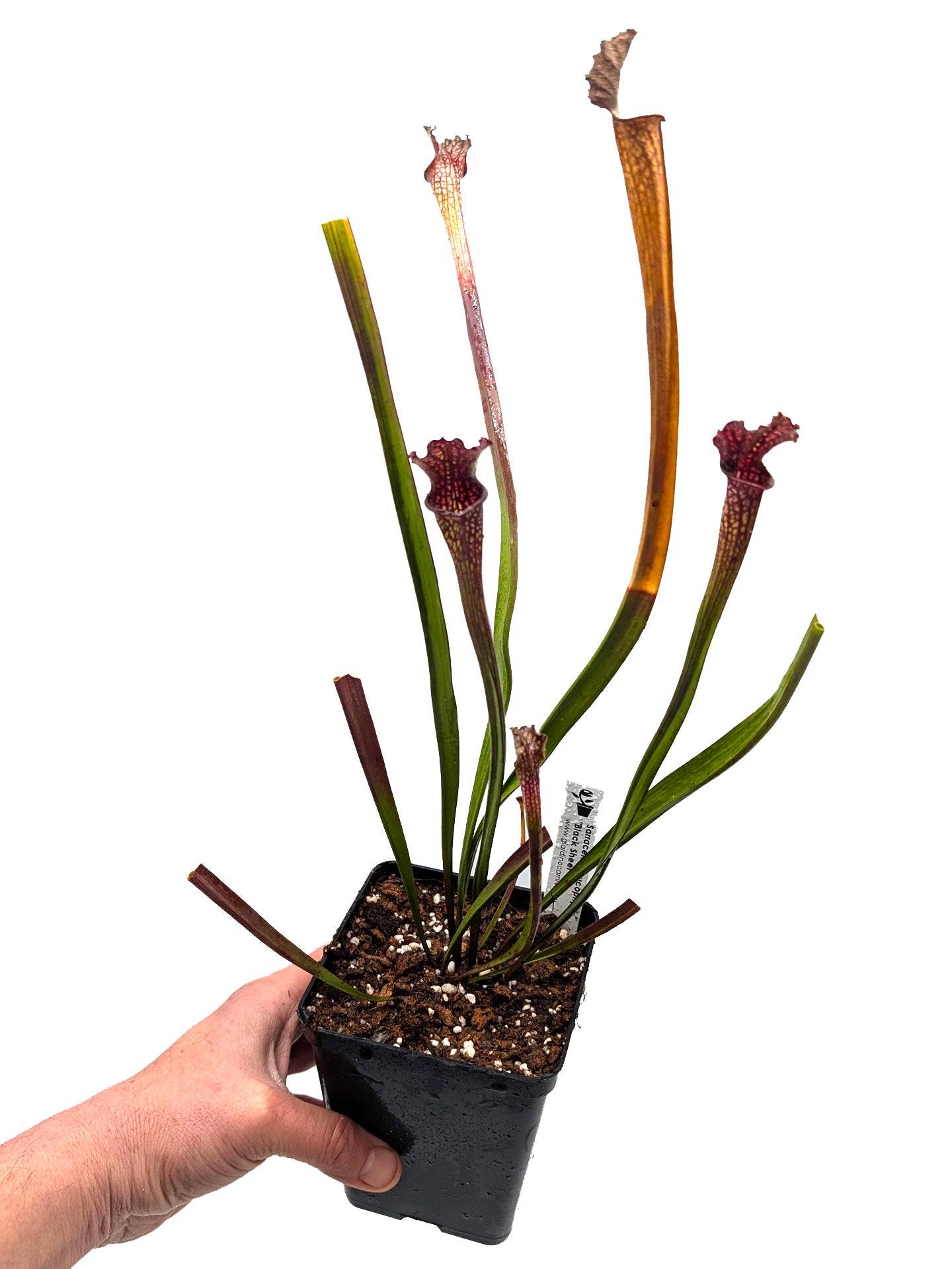 ASTA 12 : Sarracenia leucophylla "Black Sheer" 2 punti di crescita