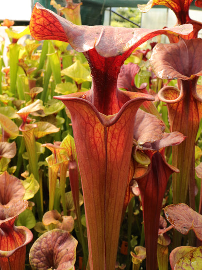 Sarracenia flava var. atropurpurea F3 Schwarzwasser-Staatswald