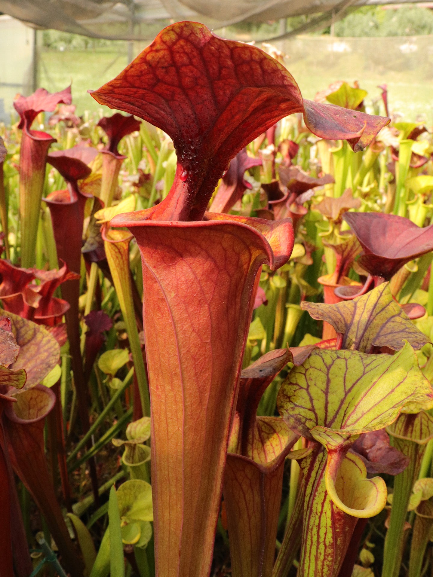 Sarracenia flava var. atropurpurea F3 Schwarzwasser-Staatswald