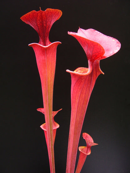 Sarracenia flava var. atropurpurea Black water state forest  (D.K.)