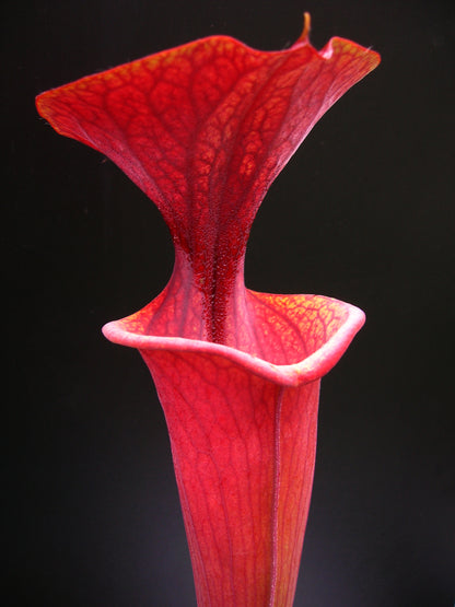 Sarracenia flava var. atropurpurea Black water state forest  (D.K.)