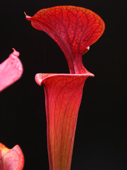 Sarracenia flava var. atropurpurea Black water state forest  (D.K.)