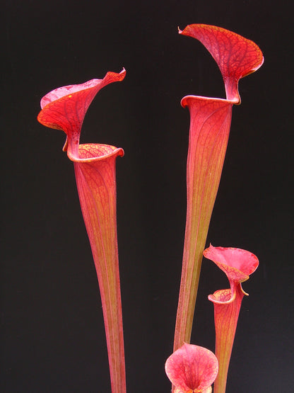 Sarracenia flava var. atropurpurea Black water state forest  (D.K.)