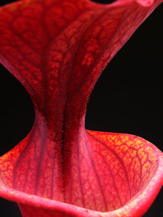 Sarracenia flava var. atropurpurea Black Water State Forest (DK)