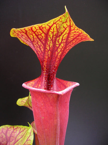 Sarracenia flava var. atropurpurea, Sandy bay PW