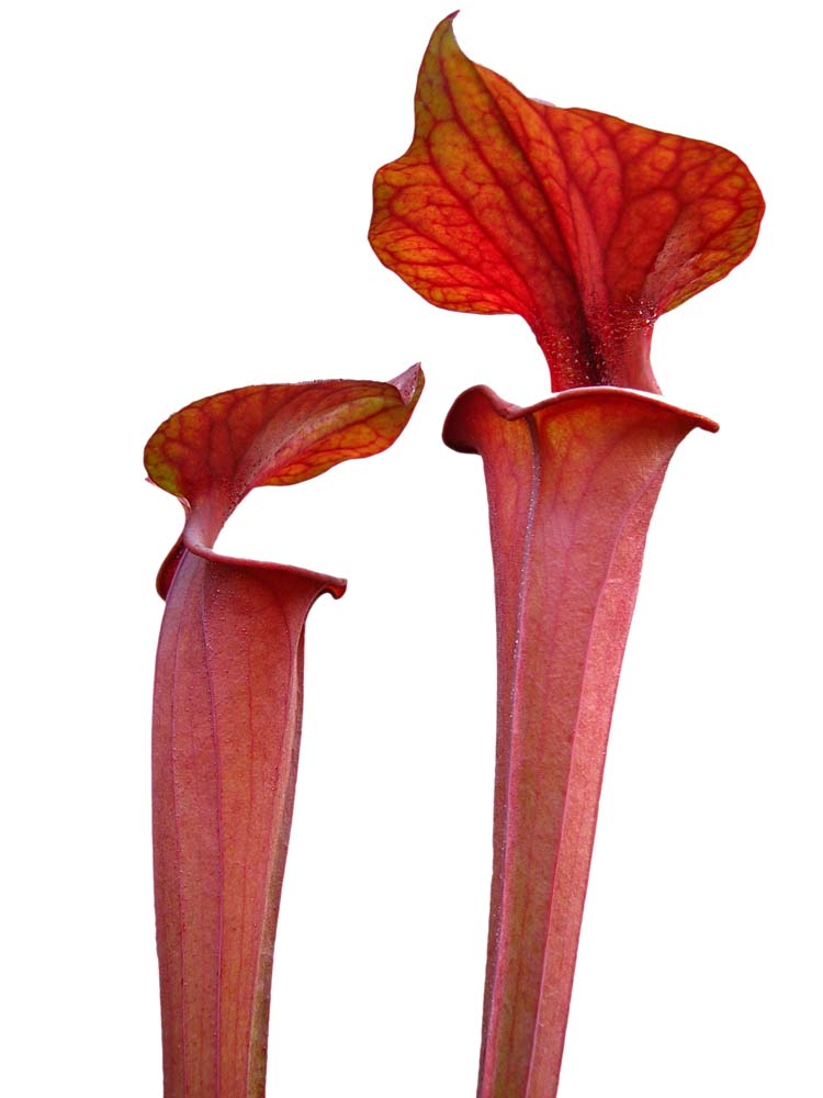 Sarracenia flava var. atropurpurea  Bay County