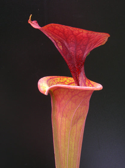 Sarracenia flava var. atropurpurea  ipf96 A.Selwin