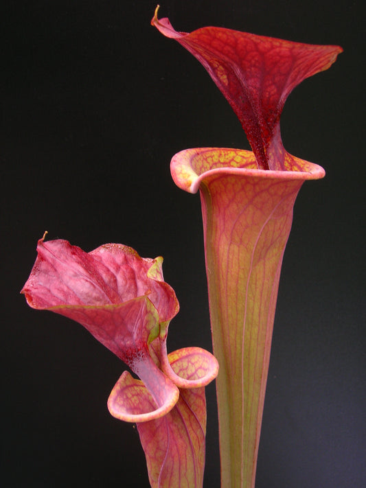 Sarracenia flava var. atropurpurea  ipf96 A.Selwin