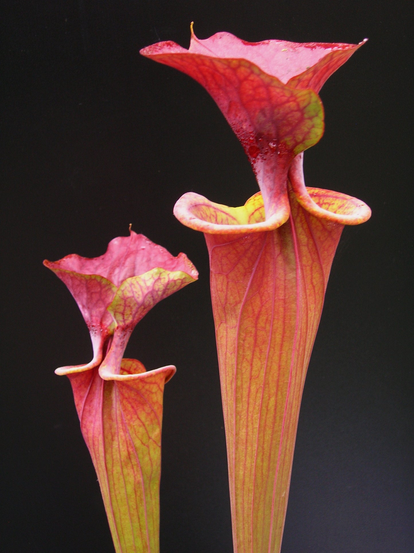 Sarracenia flava var. atropurpurea  ipf96 A.Selwin