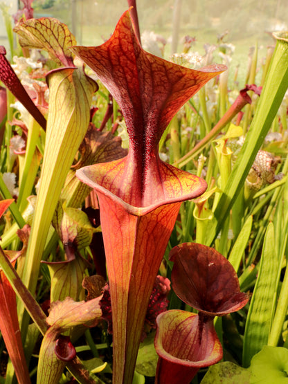 Sarracenia flava var. atropurpurea  Sandy Bay PW