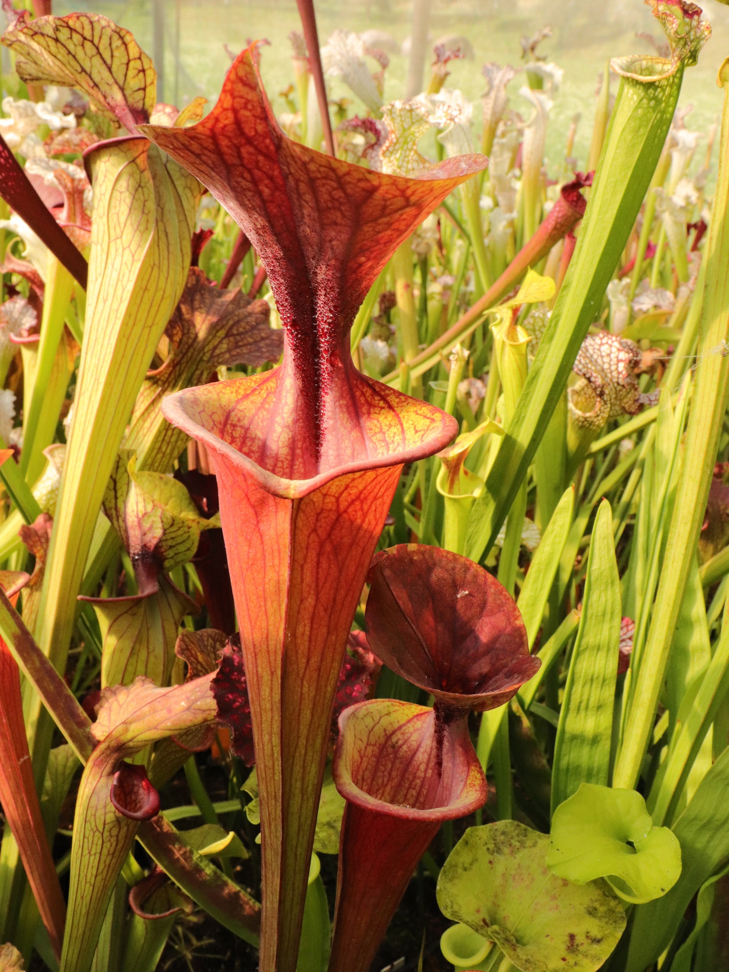 Sarracenia flava var. atropurpurea, Sandy Bay PW