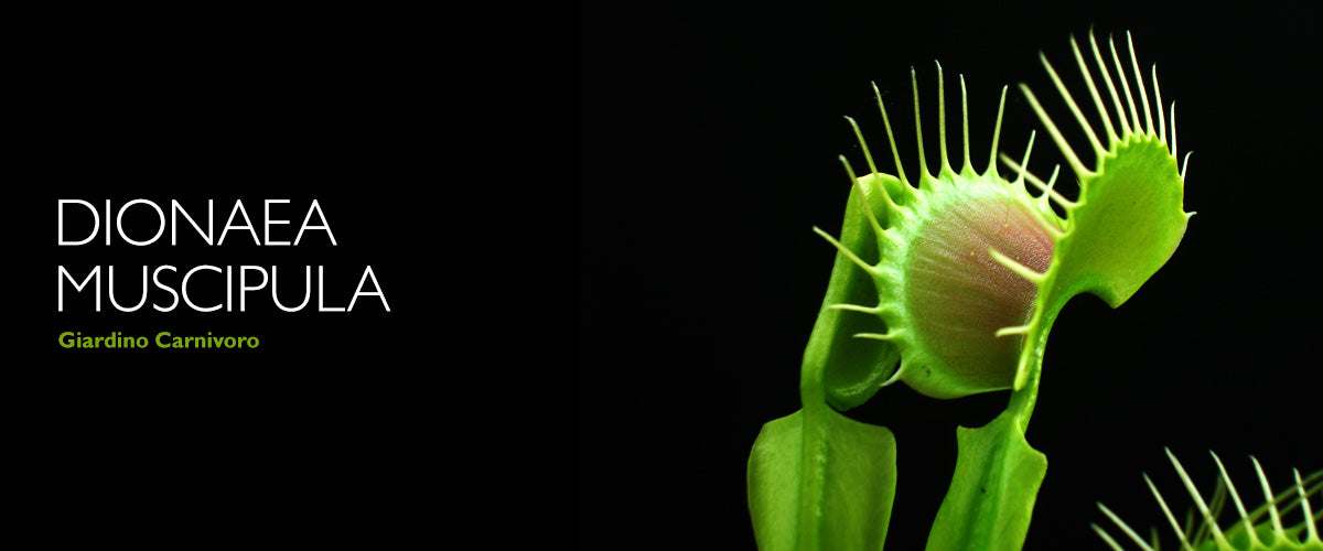 banner dionaea