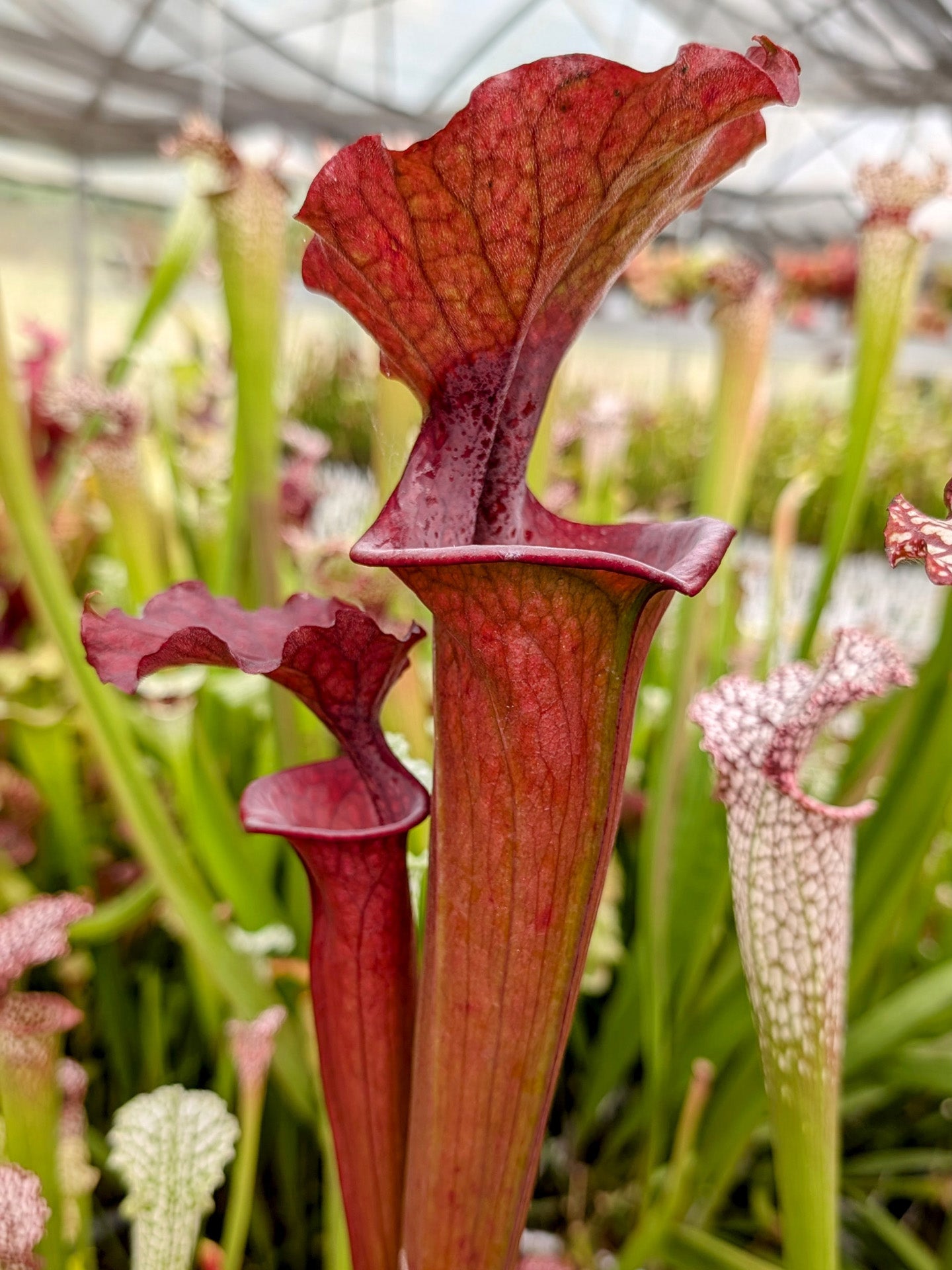 Sarracenia "Barad-dur"