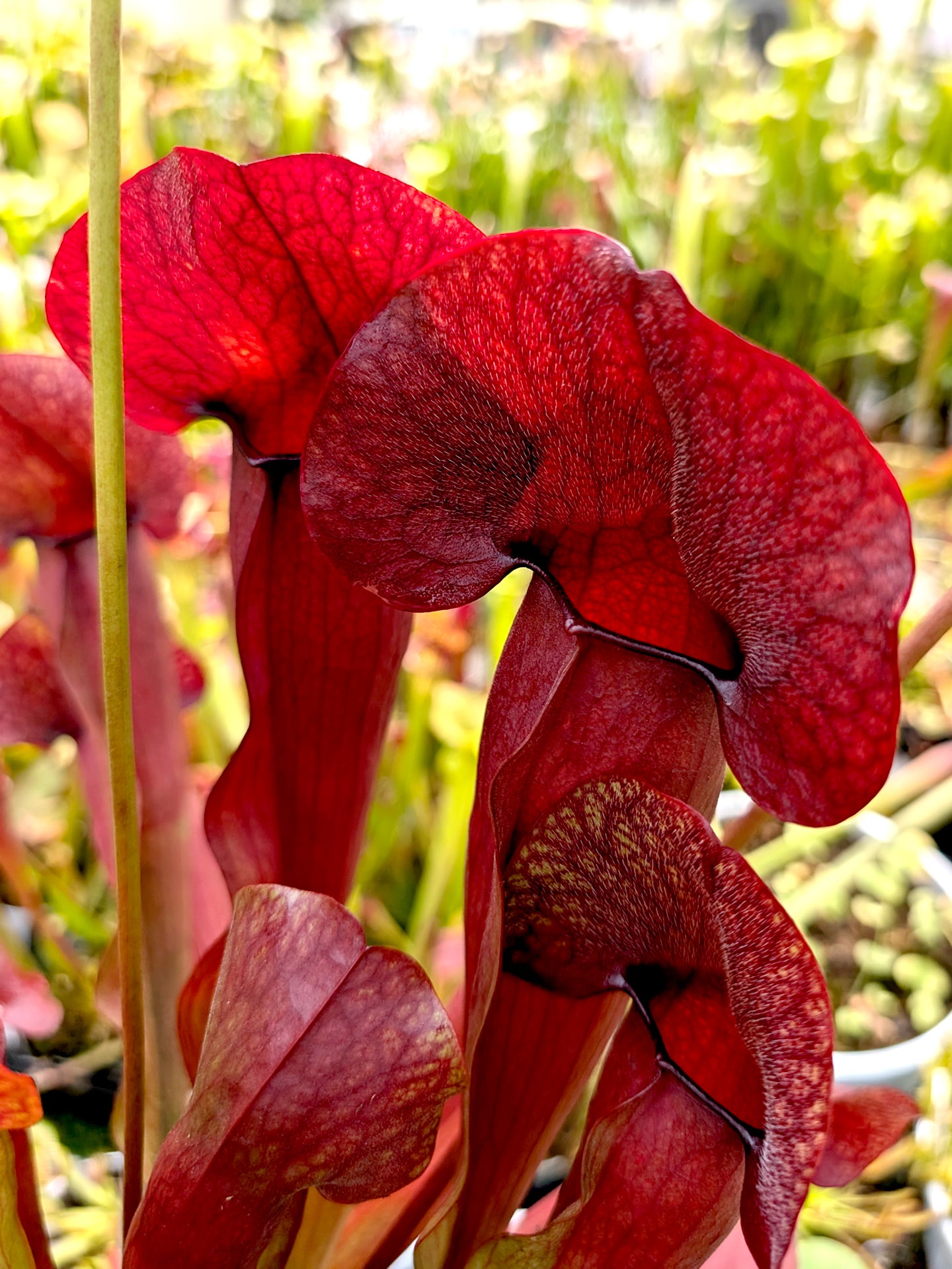 Sarracenia „Barba“