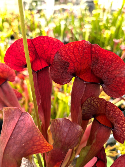 Sarracenia "Barba"