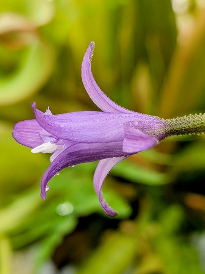 Barbacenia celiae Serra do Tepequem, Roraima, Brazil