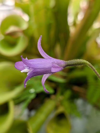 Barbacenia celiae Serra do Tepequem, Roraima, Brazil