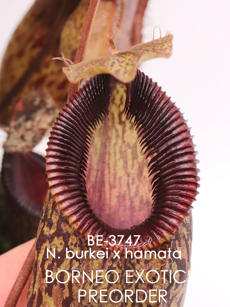 Nepenthes burkei x hamata BE-3747